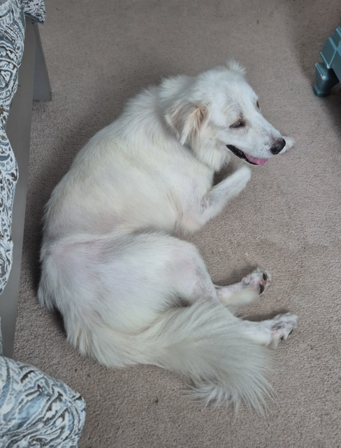 Lottie